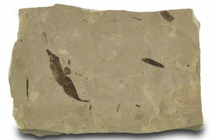 Fossil Leaves, Crane Fly, and Fly Plate - Utah #334206
